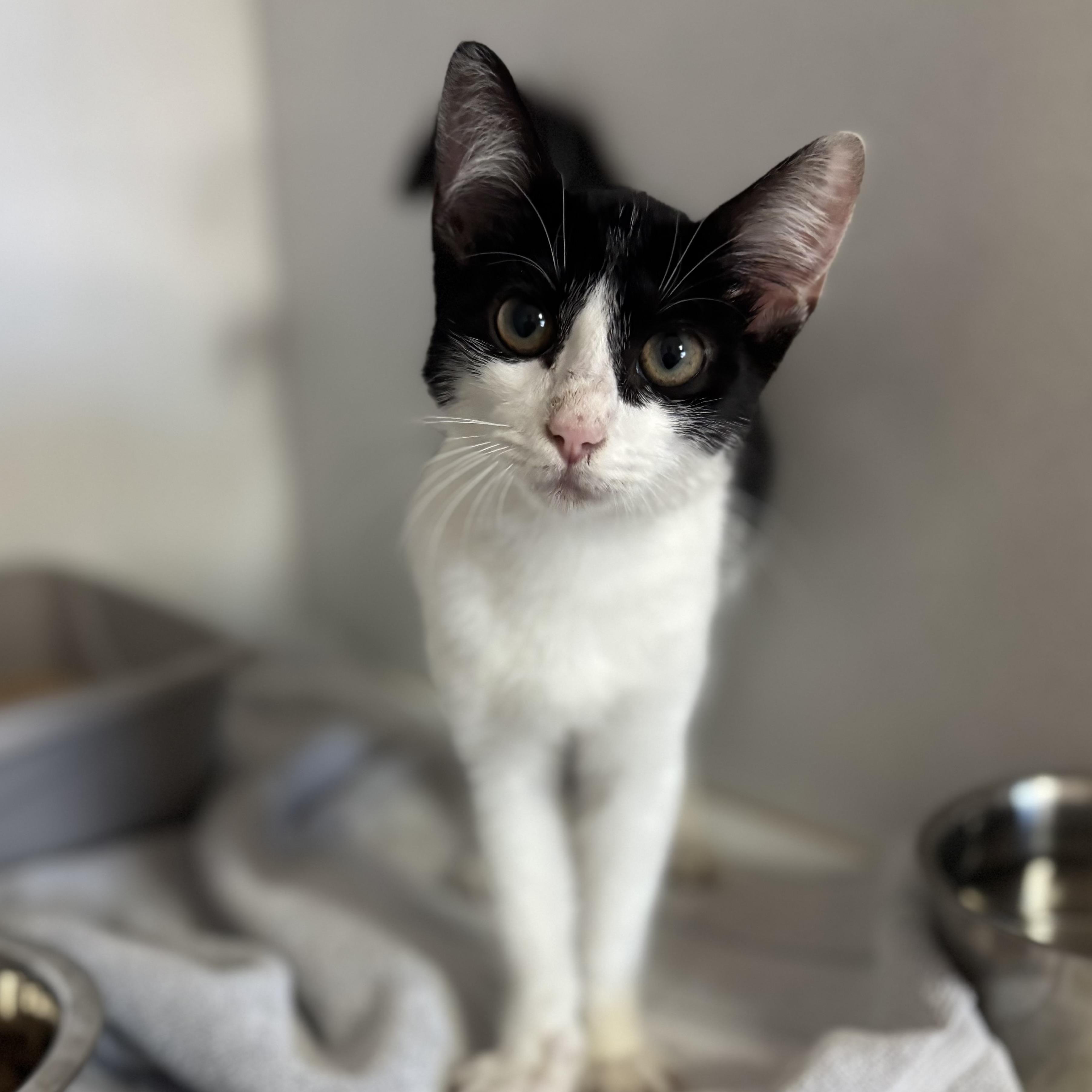 Enlarge Kumquat, a Adoptable mixed breed in Howell, NJ image 3/5