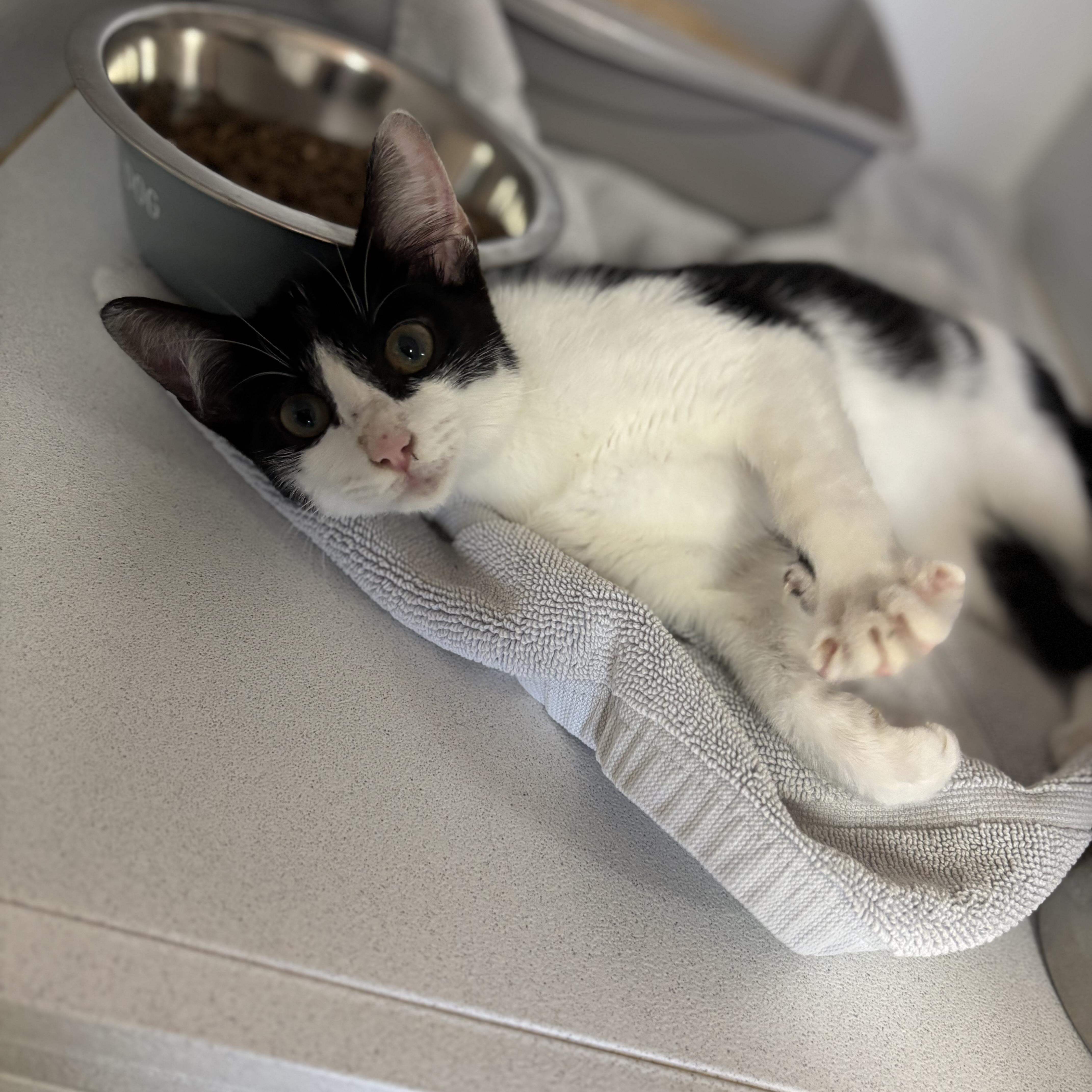 Enlarge Kumquat, a Adoptable mixed breed in Howell, NJ image 5/5