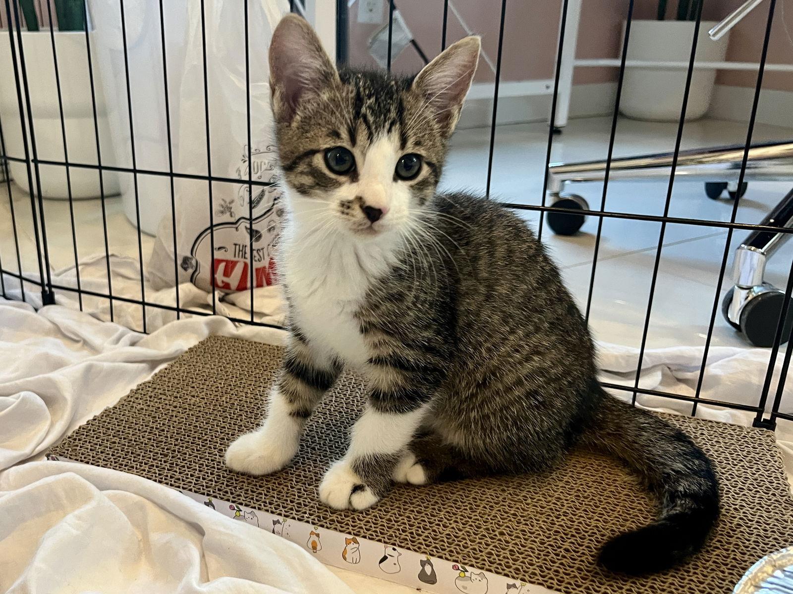 Enlarge Wish, a Adoptable mixed breed in Orlando, FL image 1/3