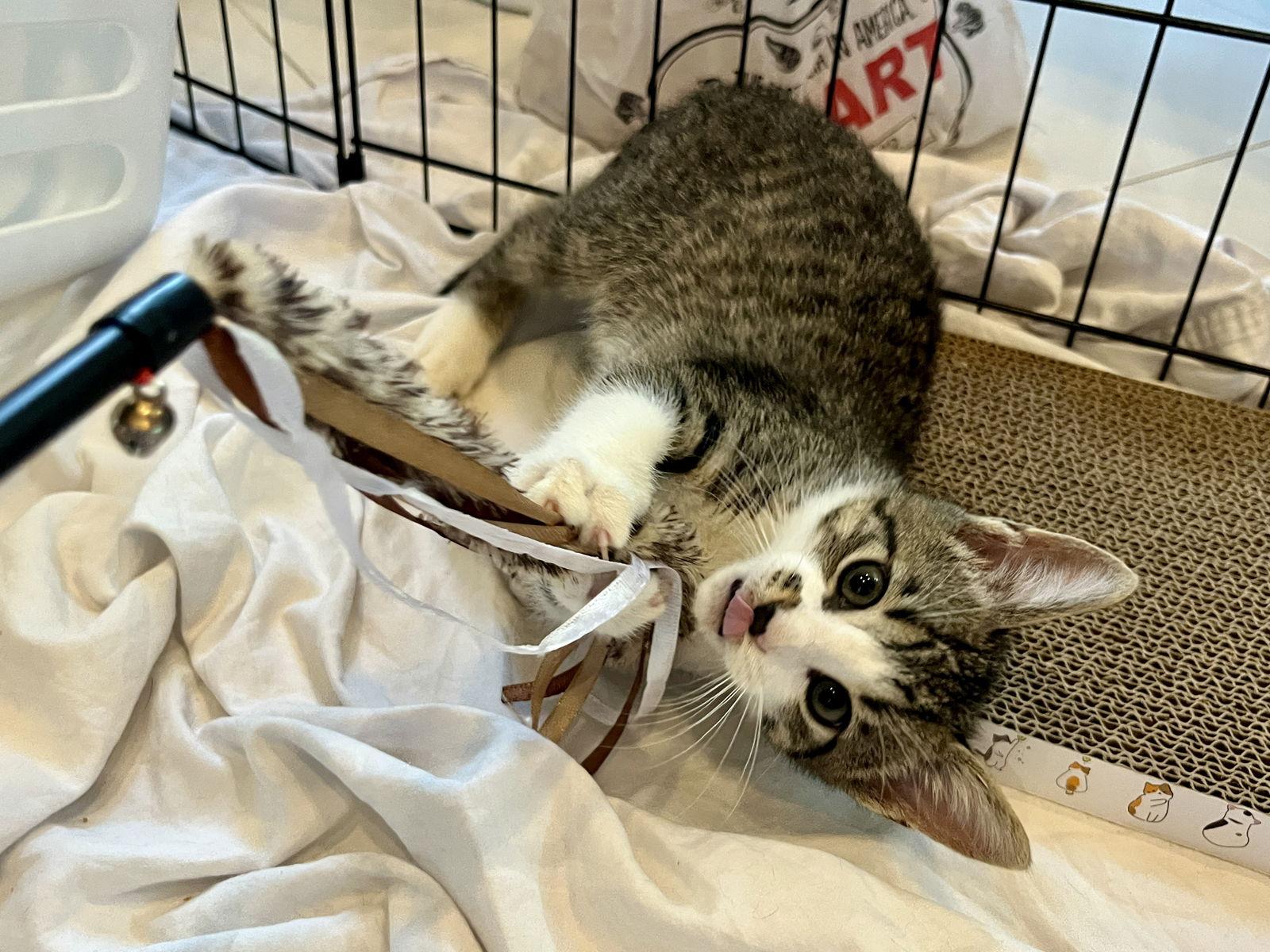 Enlarge Wish, a Adoptable mixed breed in Orlando, FL image 2/3