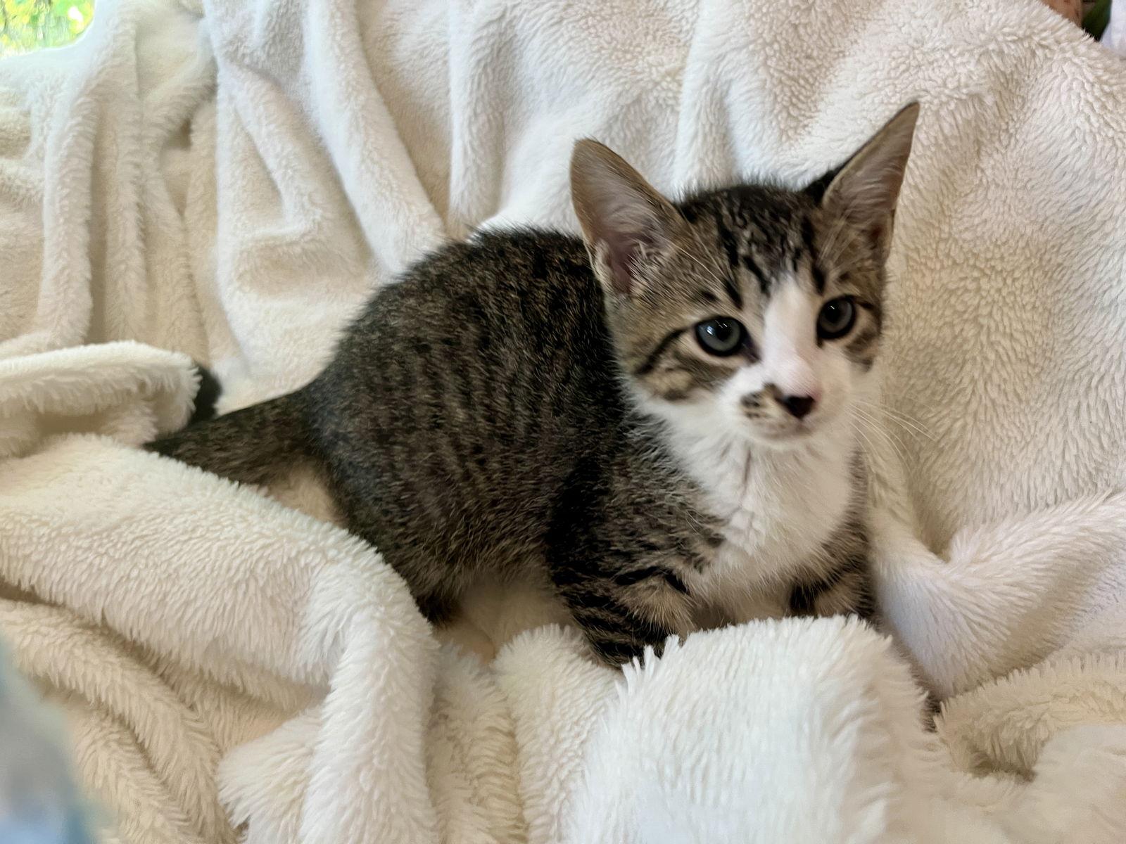 Enlarge Wish, a Adoptable mixed breed in Orlando, FL image 3/3