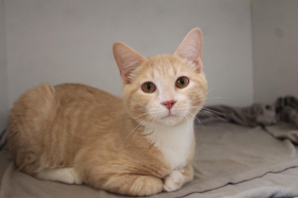 Lil' Biscuit, an adopted Domestic Short Hair in Chestertown, MD image 3/3