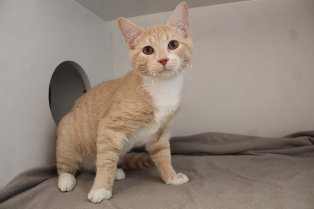 Lil' Biscuit, an adopted Domestic Short Hair in Chestertown, MD image 1/3