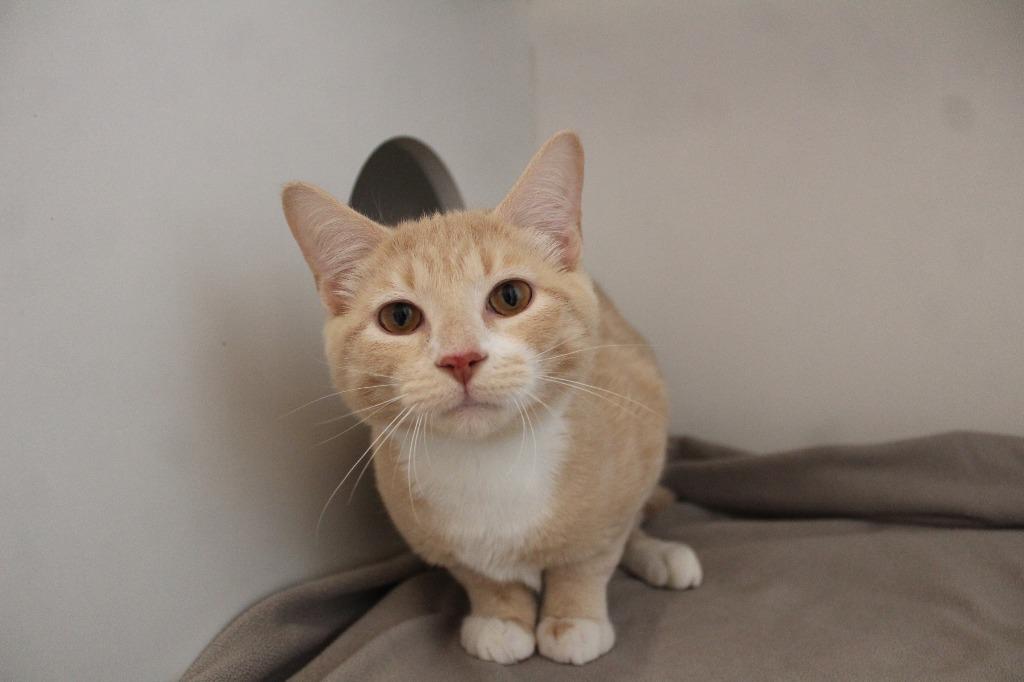 Lil' Biscuit, an adopted Domestic Short Hair in Chestertown, MD image 2/3