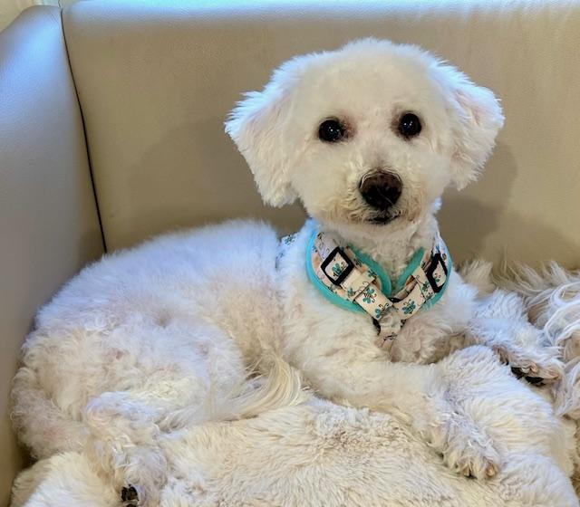 Enlarge Snowball, a Adopted Bichon Frise in Springfield, VA image 1/2