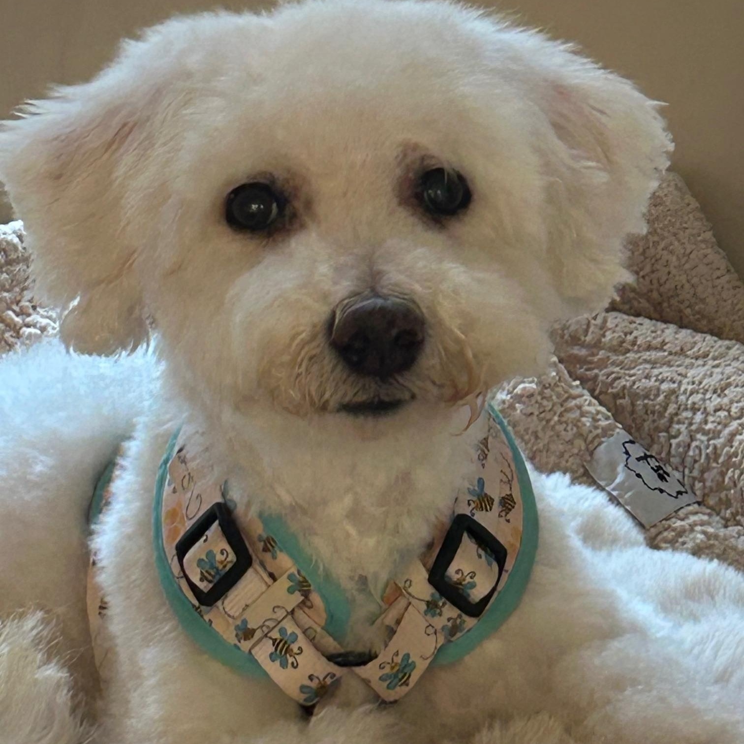 Enlarge Snowball, a Adopted Bichon Frise in Springfield, VA image 2/2