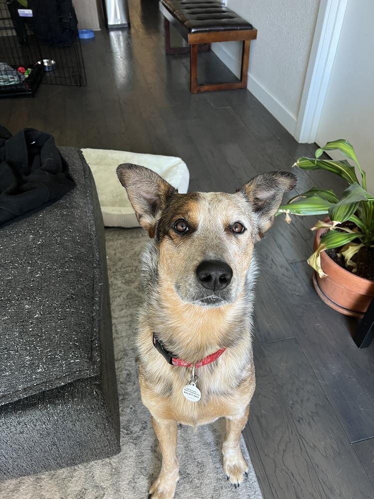 Garrison, Adoptable, Adult Male Australian Cattle Dog / Blue Heeler & Australian Cattle Dog / Blue Heeler.