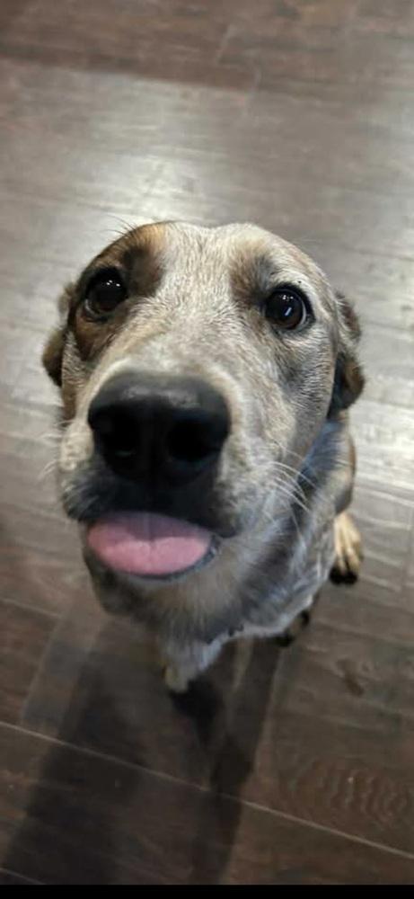 Enlarge Garrison, a Adoptable mixed breed in Denver, CO image 2/6