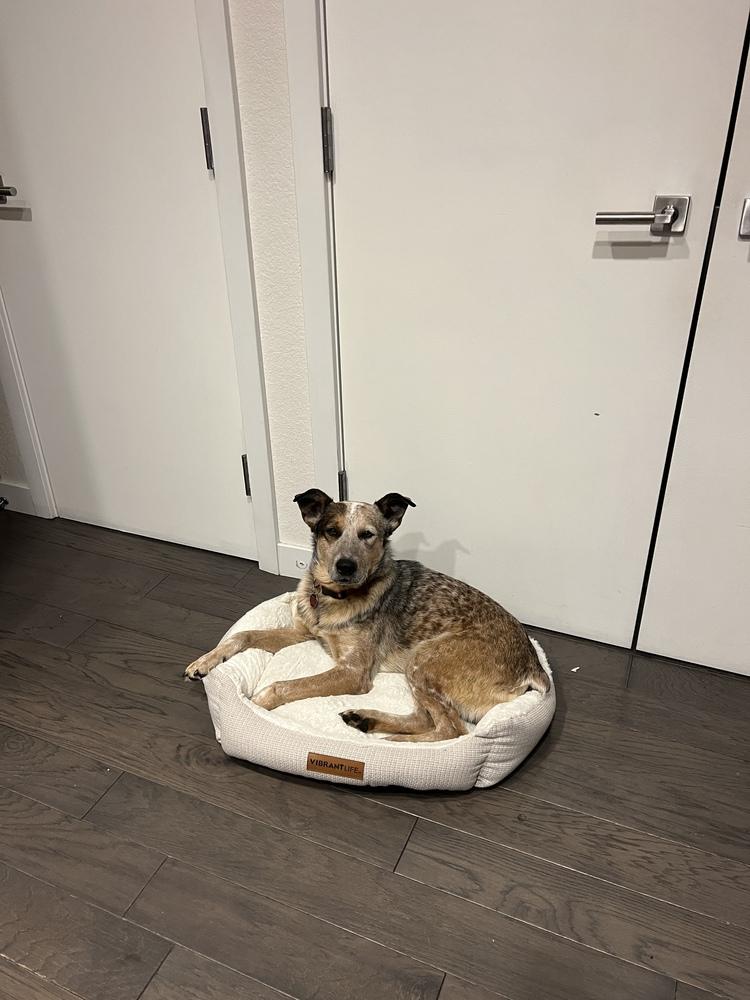 Enlarge Garrison, a Adoptable mixed breed in Denver, CO image 3/6