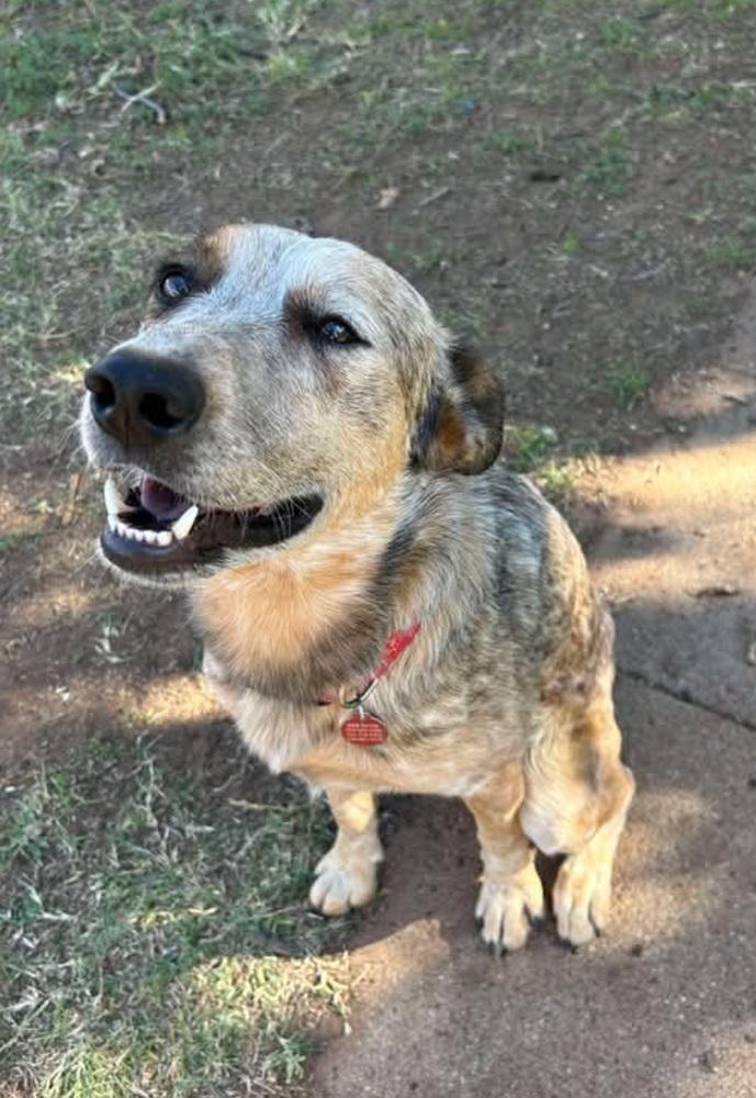 Enlarge Garrison, a Adoptable mixed breed in Denver, CO image 4/6