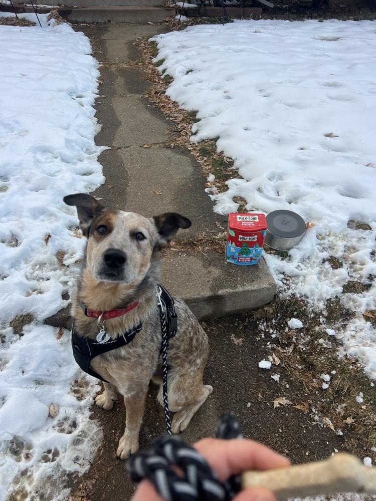 Enlarge Garrison, a Adoptable mixed breed in Denver, CO image 6/6