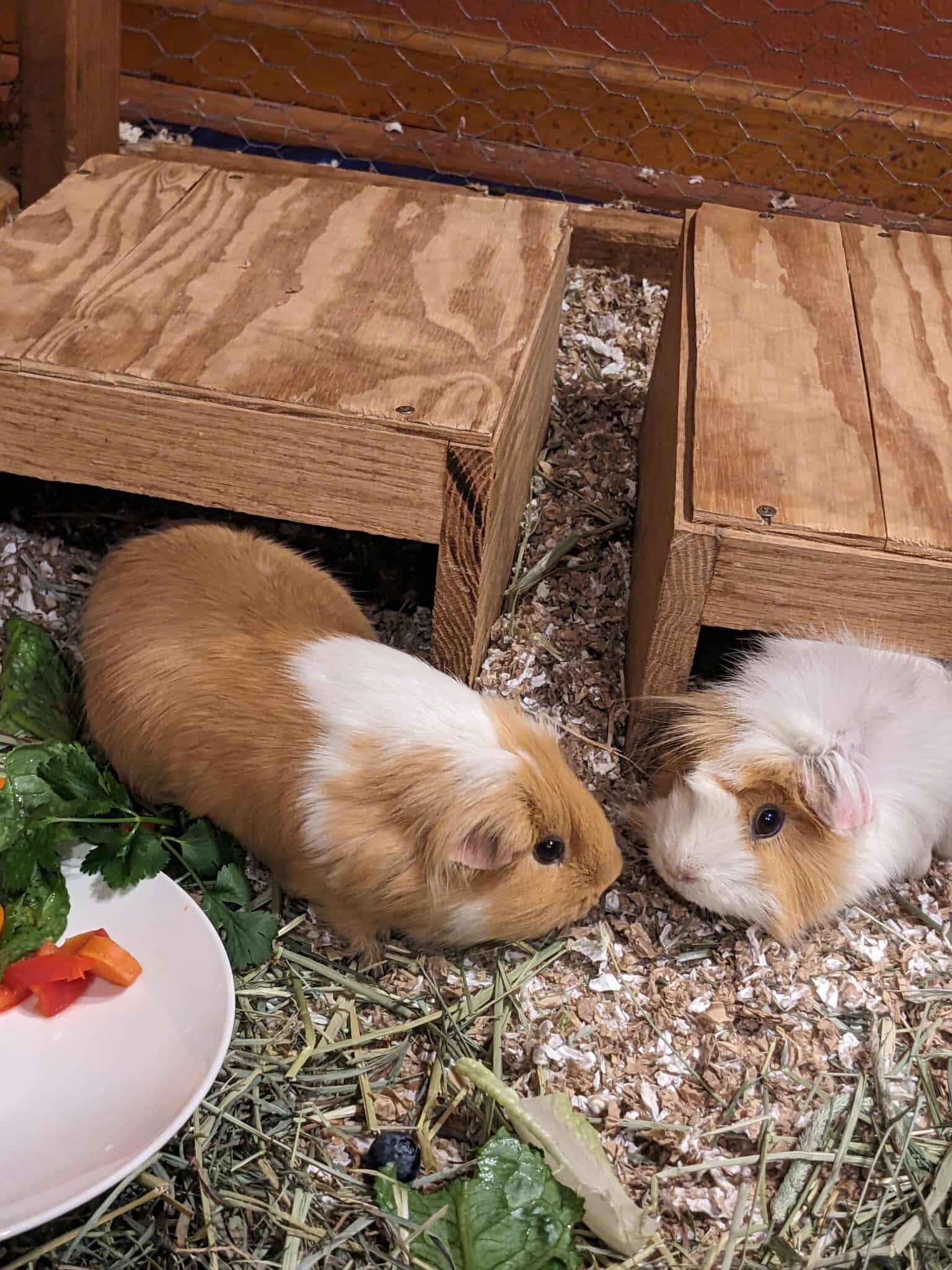 Enlarge Nugget and Shaggy, a Adoptable mixed breed in Wellington, CO image 1/4