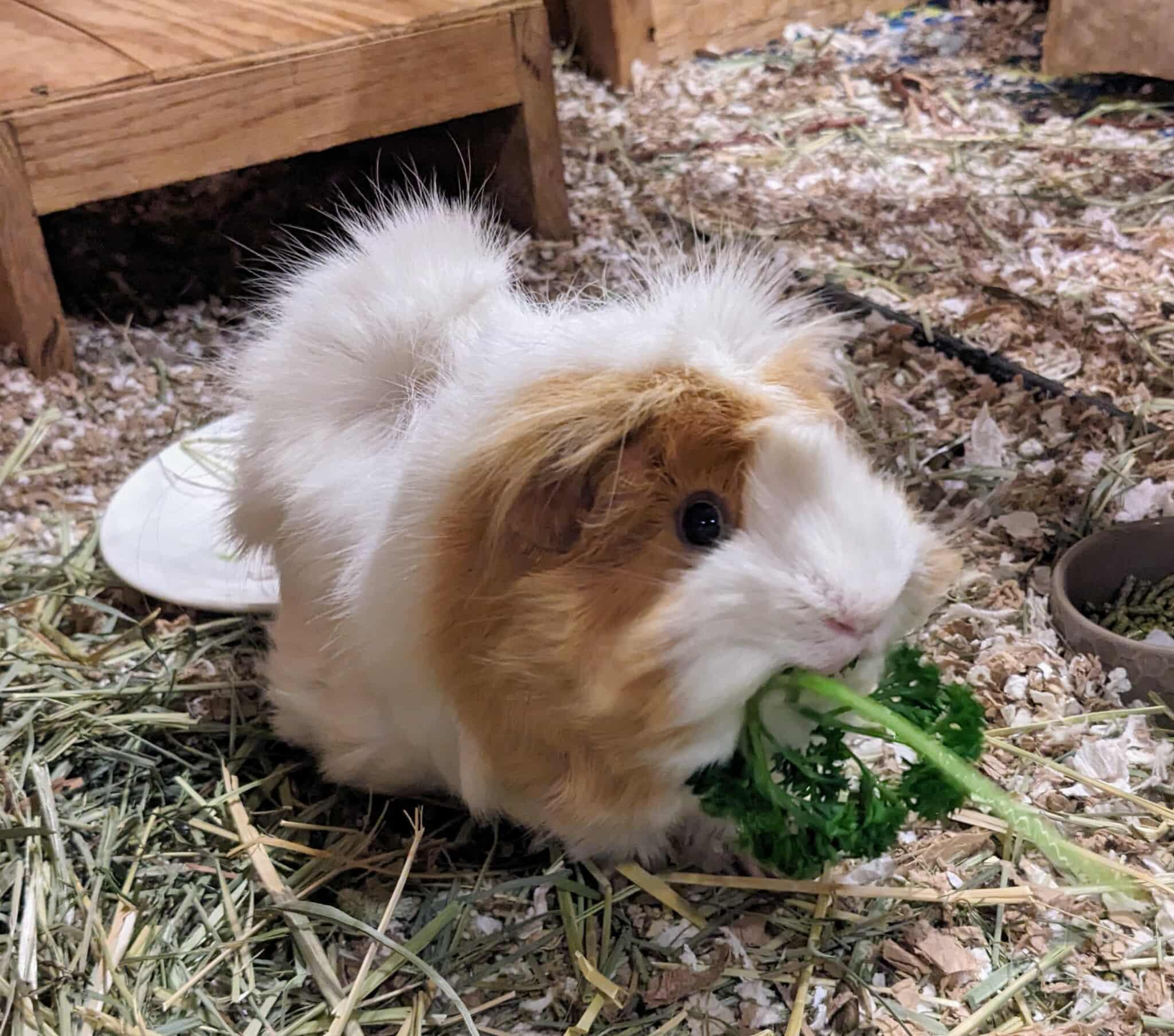 Enlarge Nugget and Shaggy, a Adoptable mixed breed in Wellington, CO image 3/4