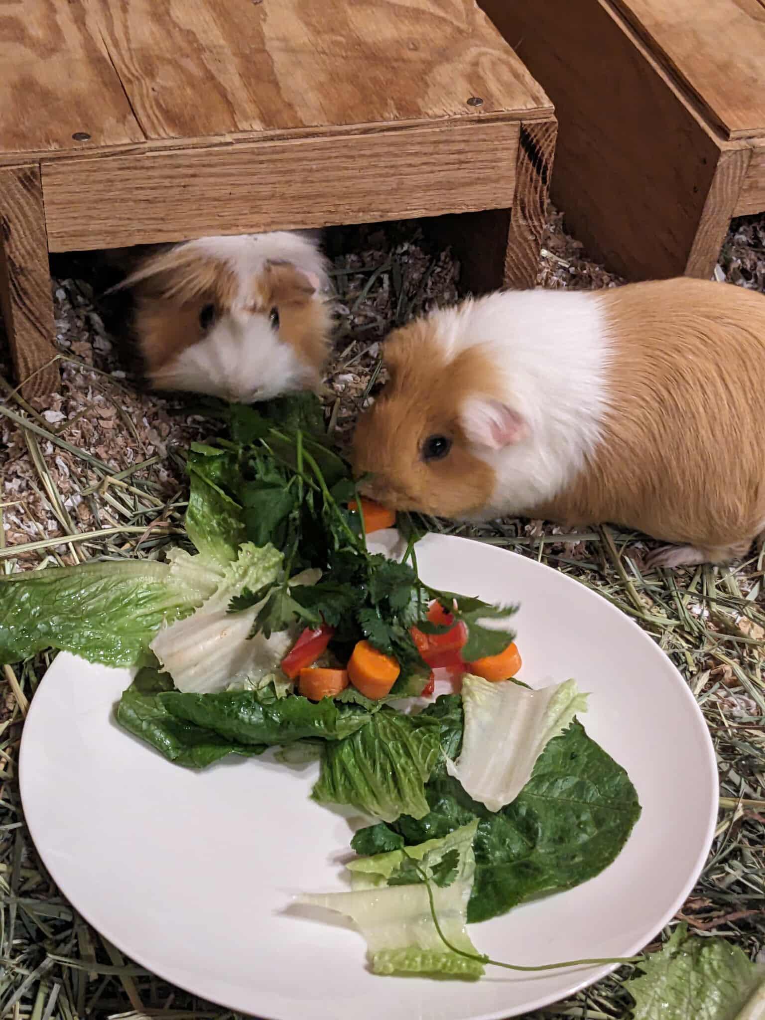Enlarge Nugget and Shaggy, a Adoptable mixed breed in Wellington, CO image 4/4