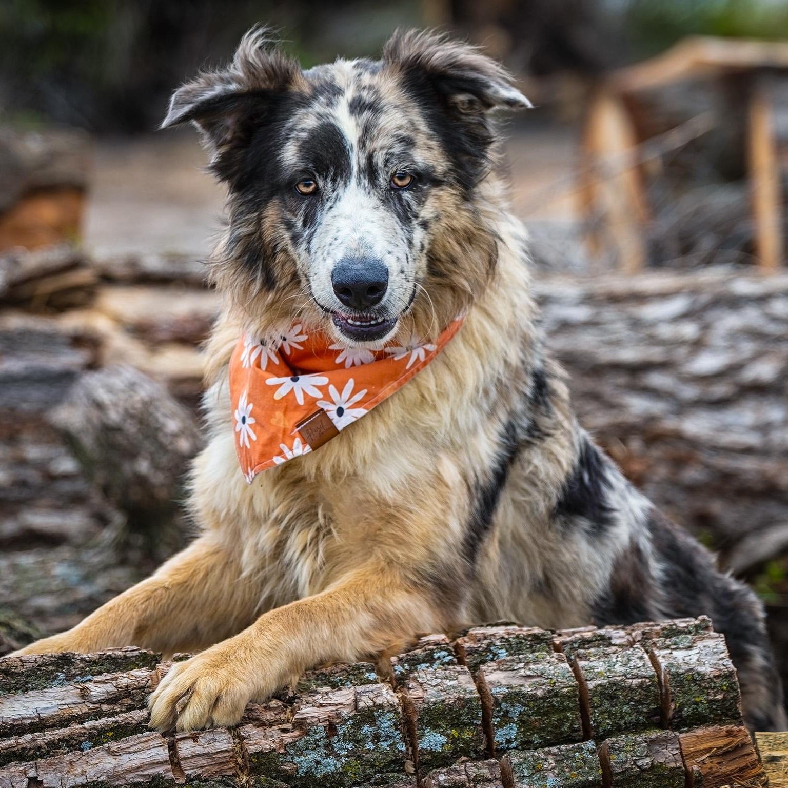Enlarge Mollie, a ADOPTABLE Australian Shepherd in Clarinda, IA image 3/5