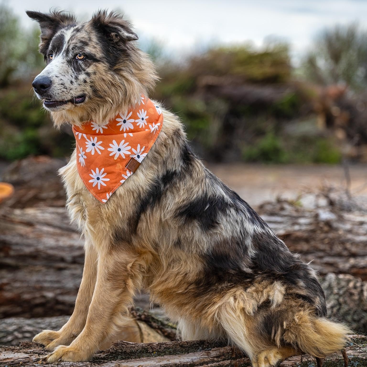 Enlarge Mollie, a ADOPTABLE Australian Shepherd in Clarinda, IA image 4/5