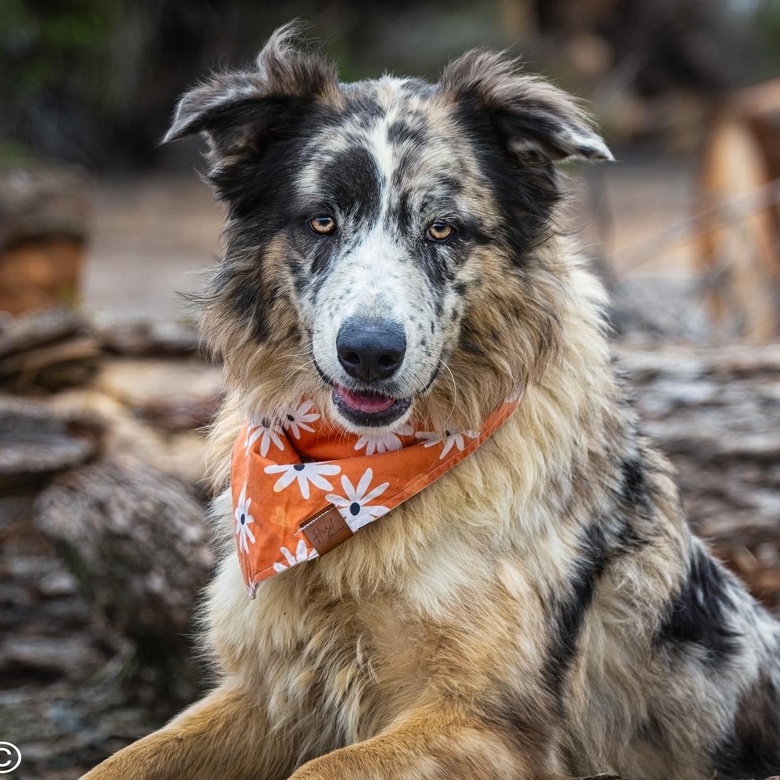 Enlarge Mollie, a ADOPTABLE Australian Shepherd in Clarinda, IA image 1/5