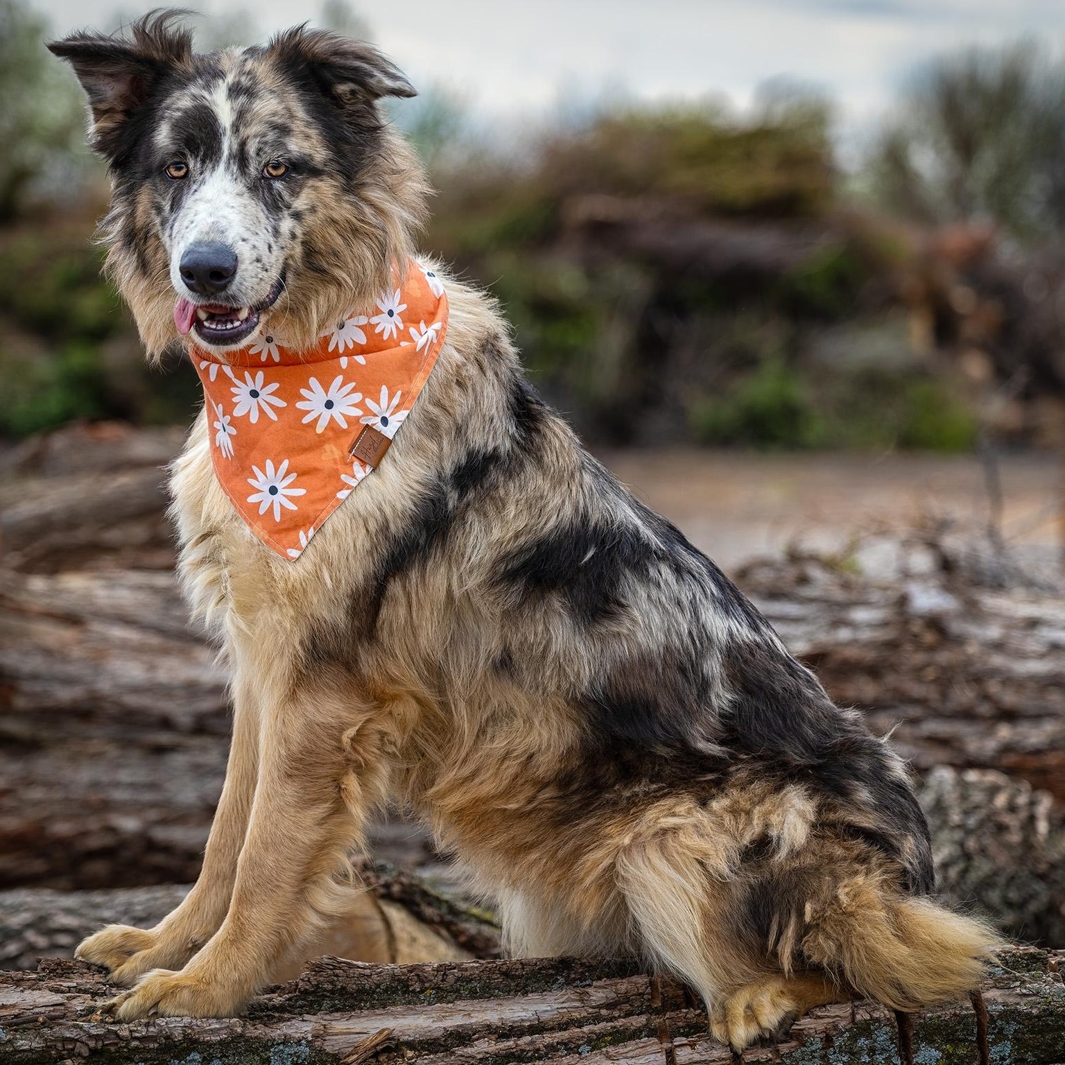Enlarge Mollie, a ADOPTABLE Australian Shepherd in Clarinda, IA image 2/5
