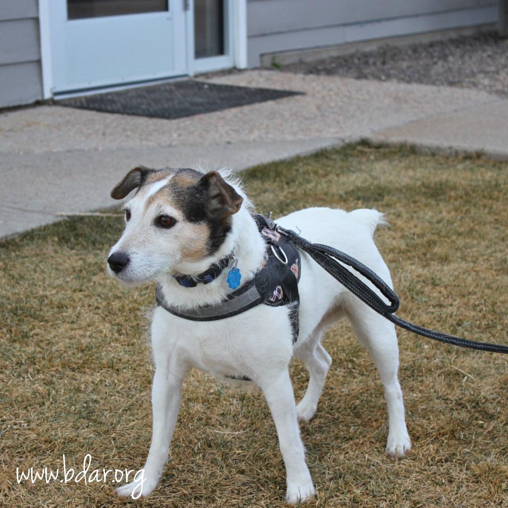 Enlarge Stitch, a Adoptable Jack Russell Terrier in Cheyenne, WY image 1/2