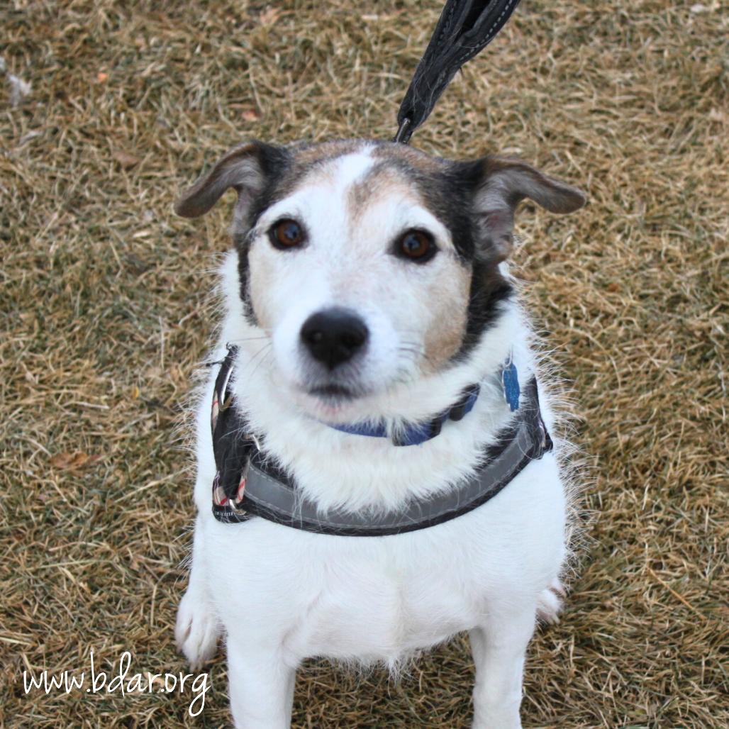 Enlarge Stitch, a Adoptable Jack Russell Terrier in Cheyenne, WY image 2/2