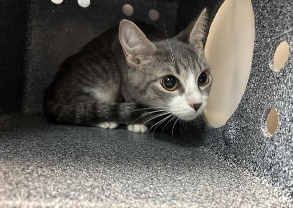 Princess Baby, Adoptable, Young Female Domestic Short Hair.