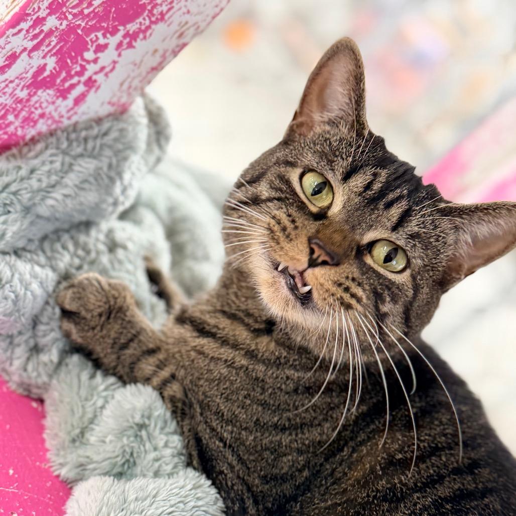 Dove — thumbnail 3