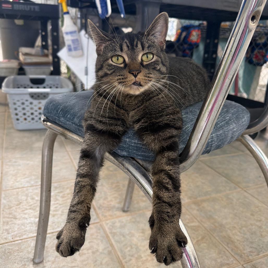 Dove — thumbnail 4