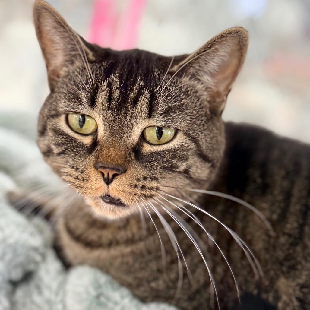 Dove — thumbnail 5