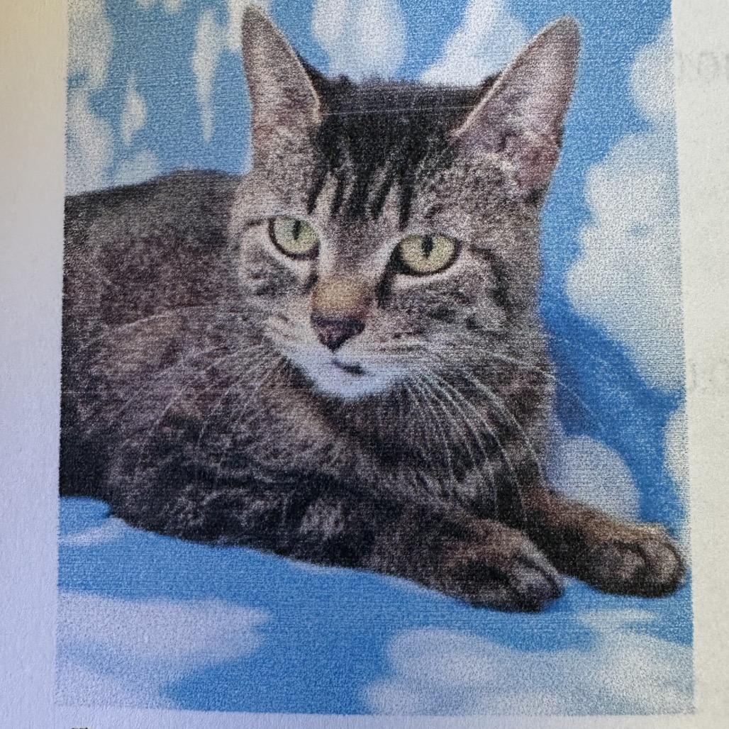 Dove — thumbnail 6