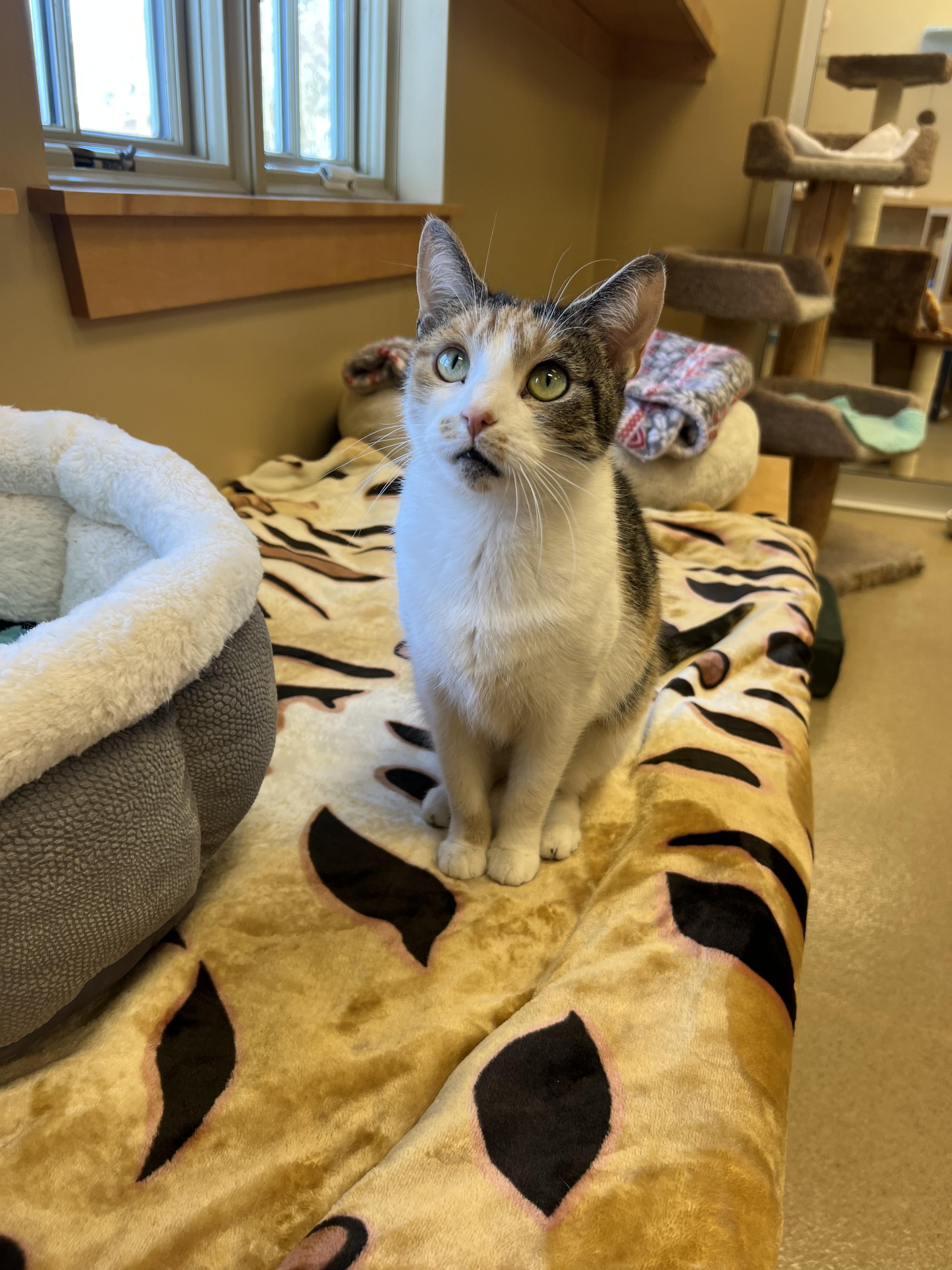 Enlarge Cora, an adopted Calico in Bristol, RI image 2/2