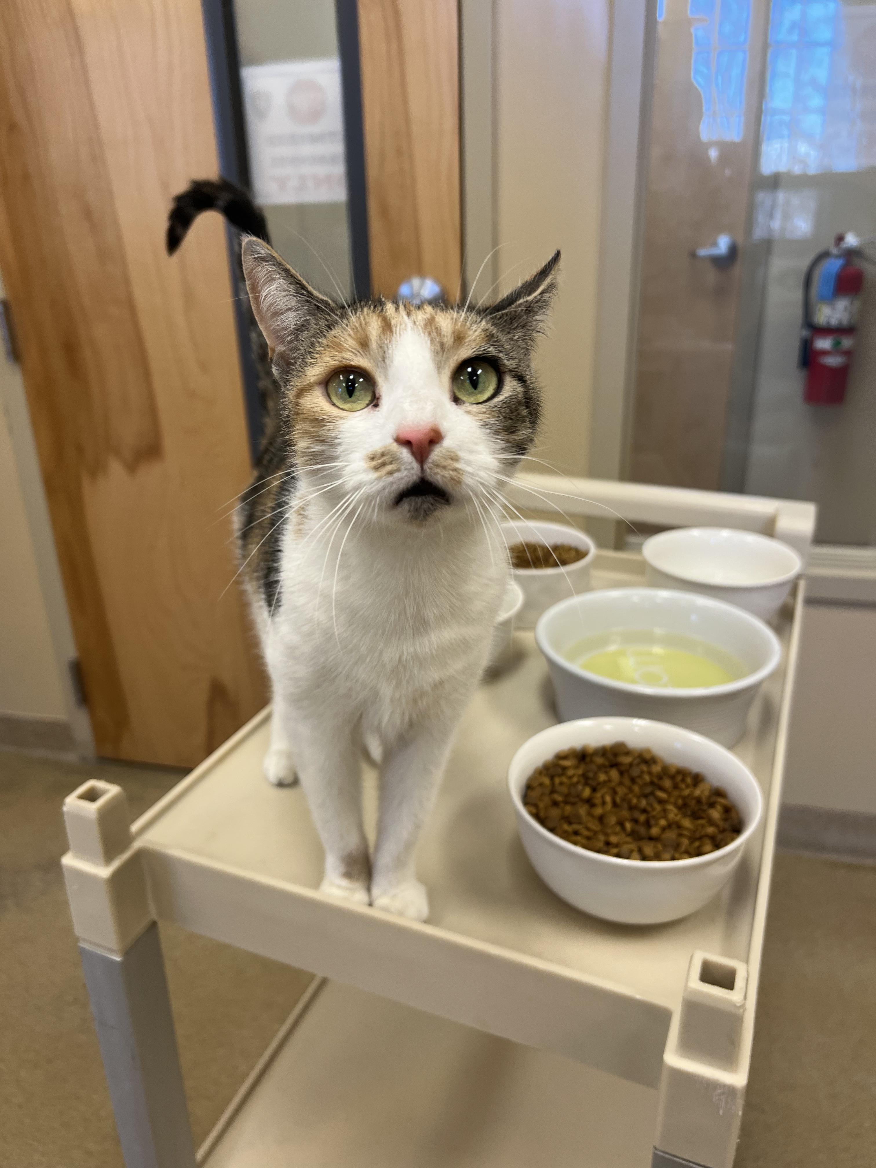 Cora, adopted, Adult Female Calico.