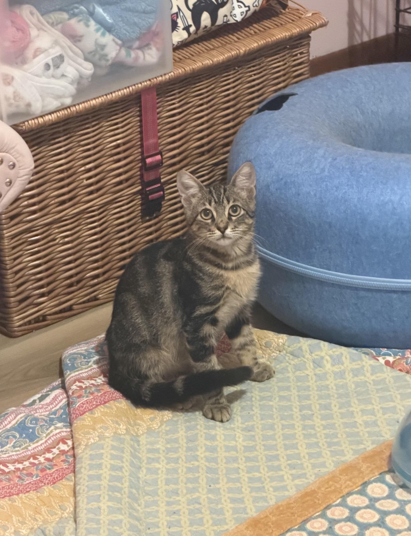 Enlarge Casper, a Adoptable Domestic Short Hair in farmington, CT image 2/4