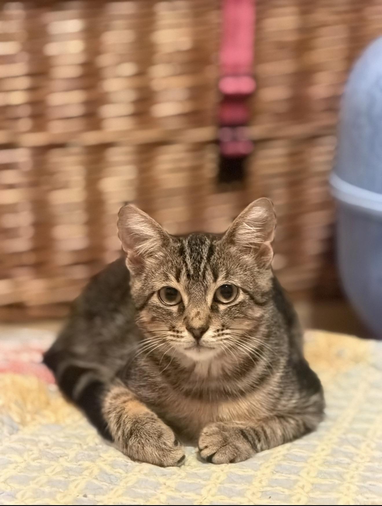 Enlarge Casper, a Adoptable Domestic Short Hair in farmington, CT image 4/4