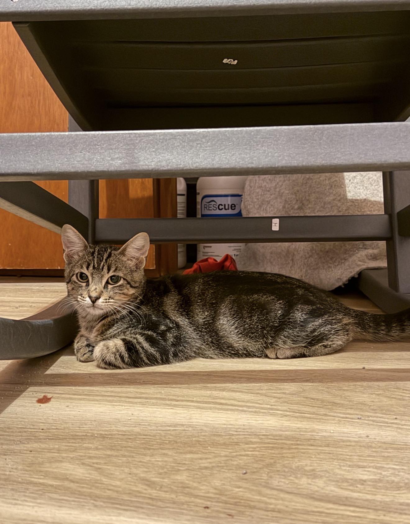 Enlarge Casper, a Adoptable Domestic Short Hair in farmington, CT image 1/4