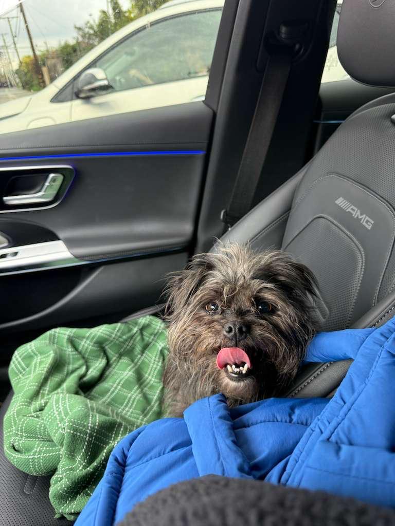 Enlarge Mahloo, a ADOPTABLE mixed breed in Los Angeles, CA image 3/4