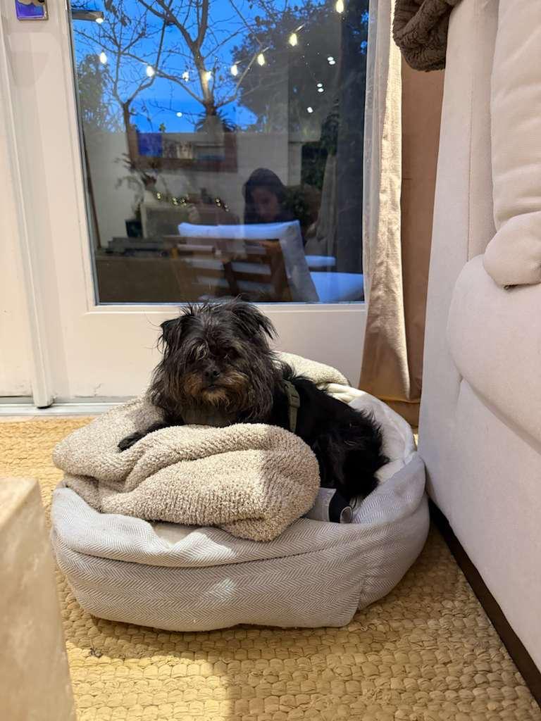 Enlarge Mahloo, a ADOPTABLE mixed breed in Los Angeles, CA image 4/4