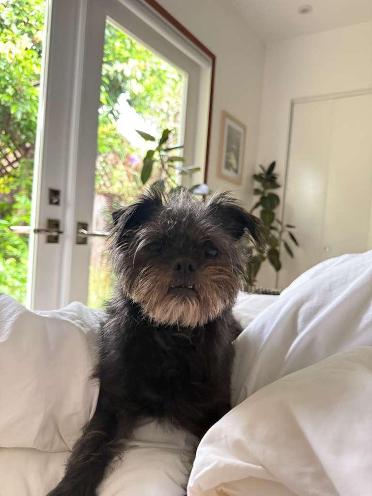 Mahloo, ADOPTABLE, Adult Male Brussels Griffon.