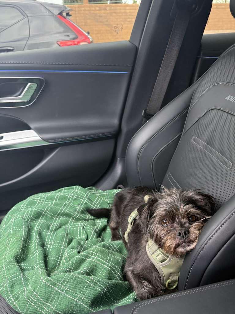 Enlarge Mahloo, a ADOPTABLE mixed breed in Los Angeles, CA image 2/4