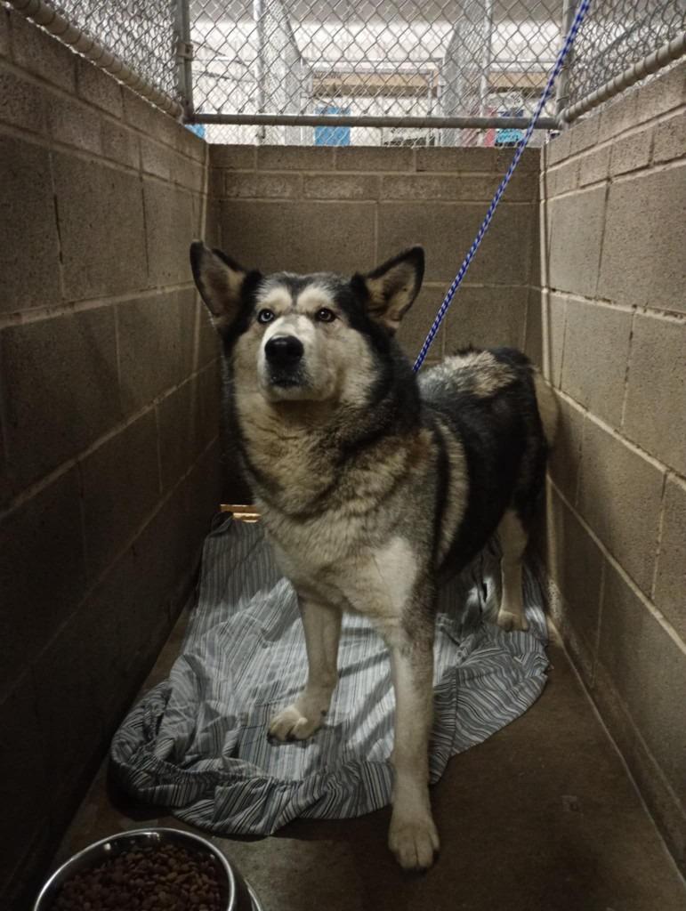 Jules, a Adoptable mixed breed in Kendallville, IN image 2/6