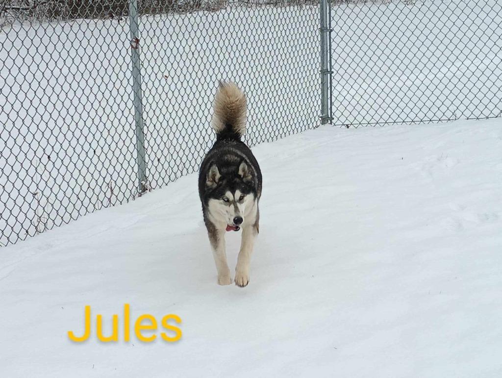 Jules, a Adoptable mixed breed in Kendallville, IN image 5/6