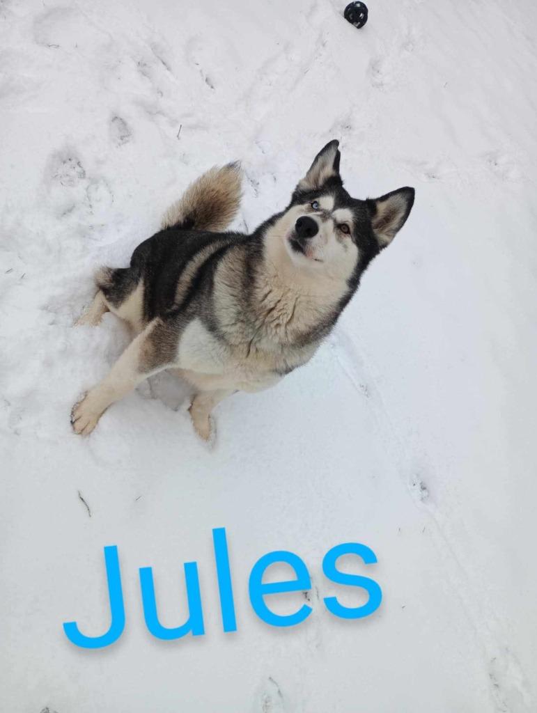 Jules, a Adoptable mixed breed in Kendallville, IN image 6/6