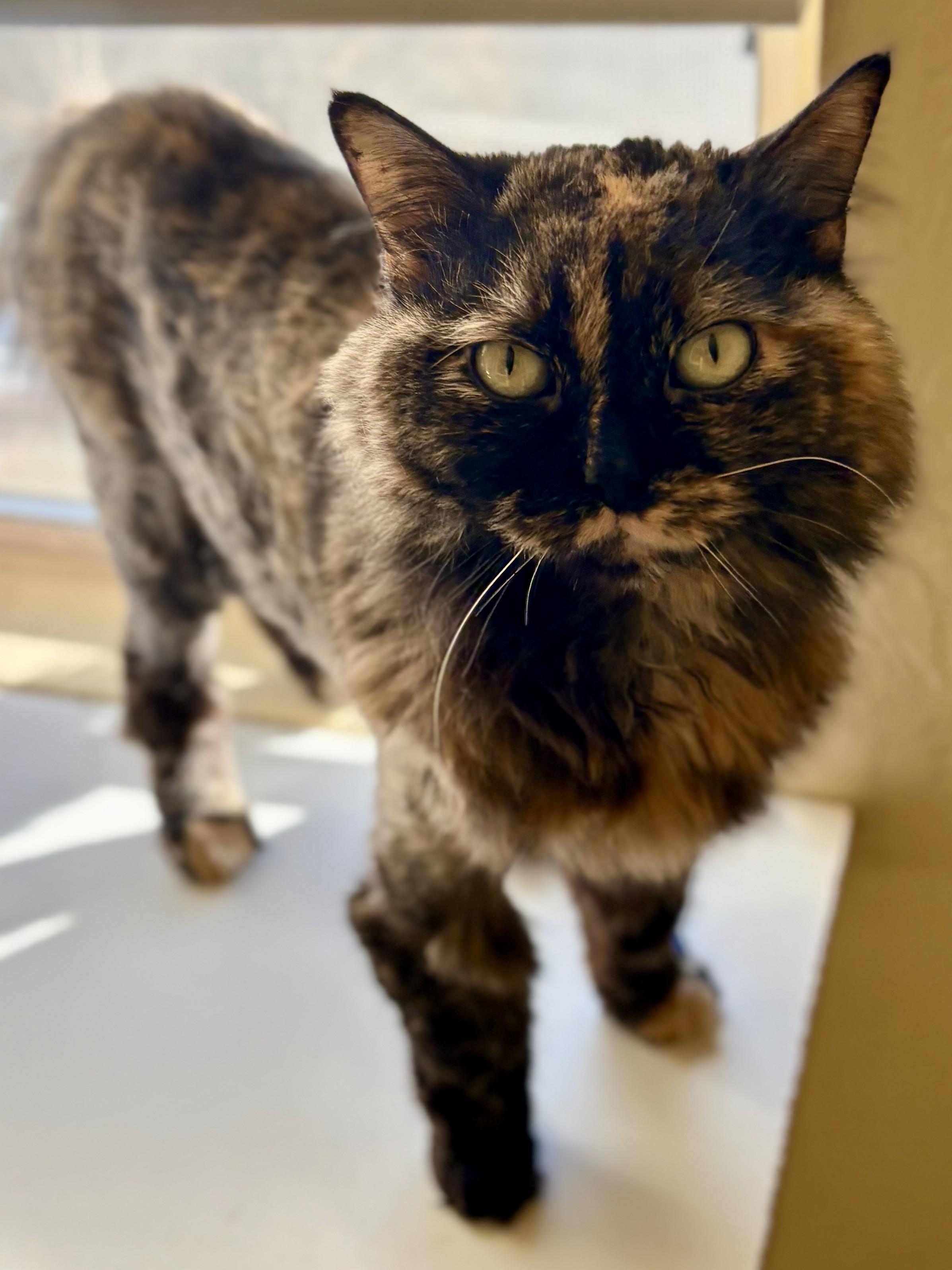 Enlarge PATCHES, a Adoptable Tortoiseshell in Prescott, AZ image 4/4