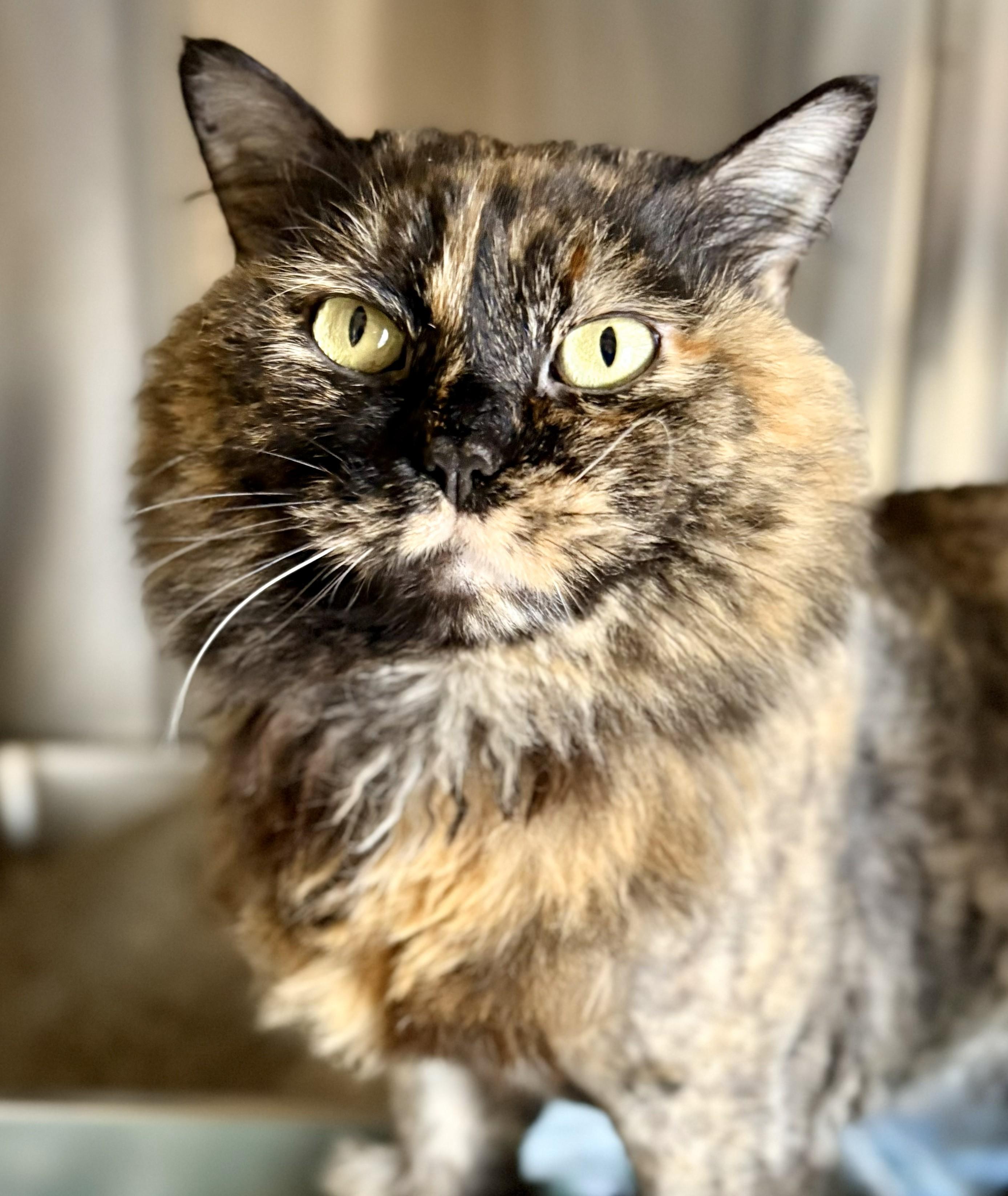 Enlarge PATCHES, a Adoptable Tortoiseshell in Prescott, AZ image 2/4