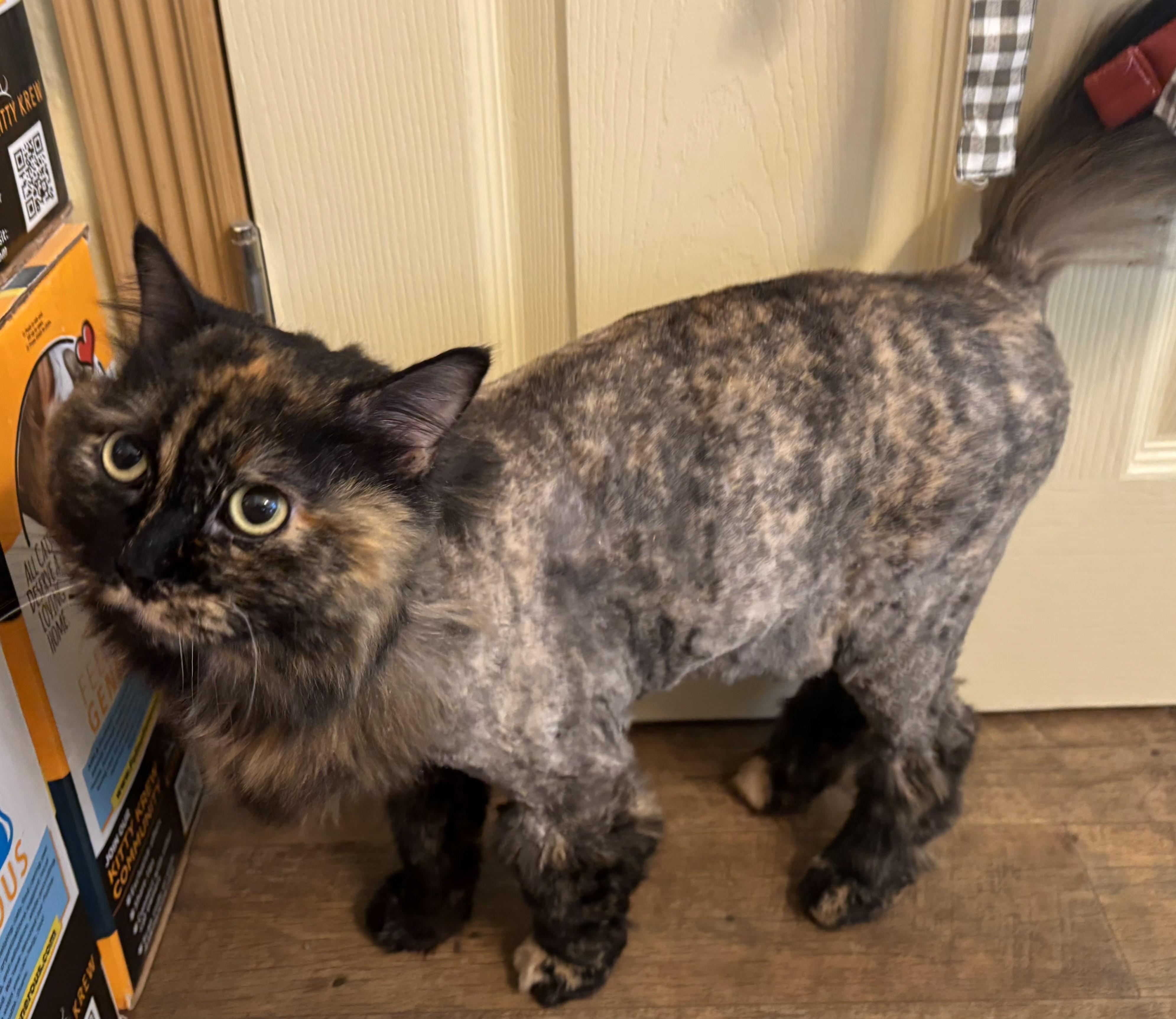 Enlarge PATCHES, a Adoptable Tortoiseshell in Prescott, AZ image 3/4