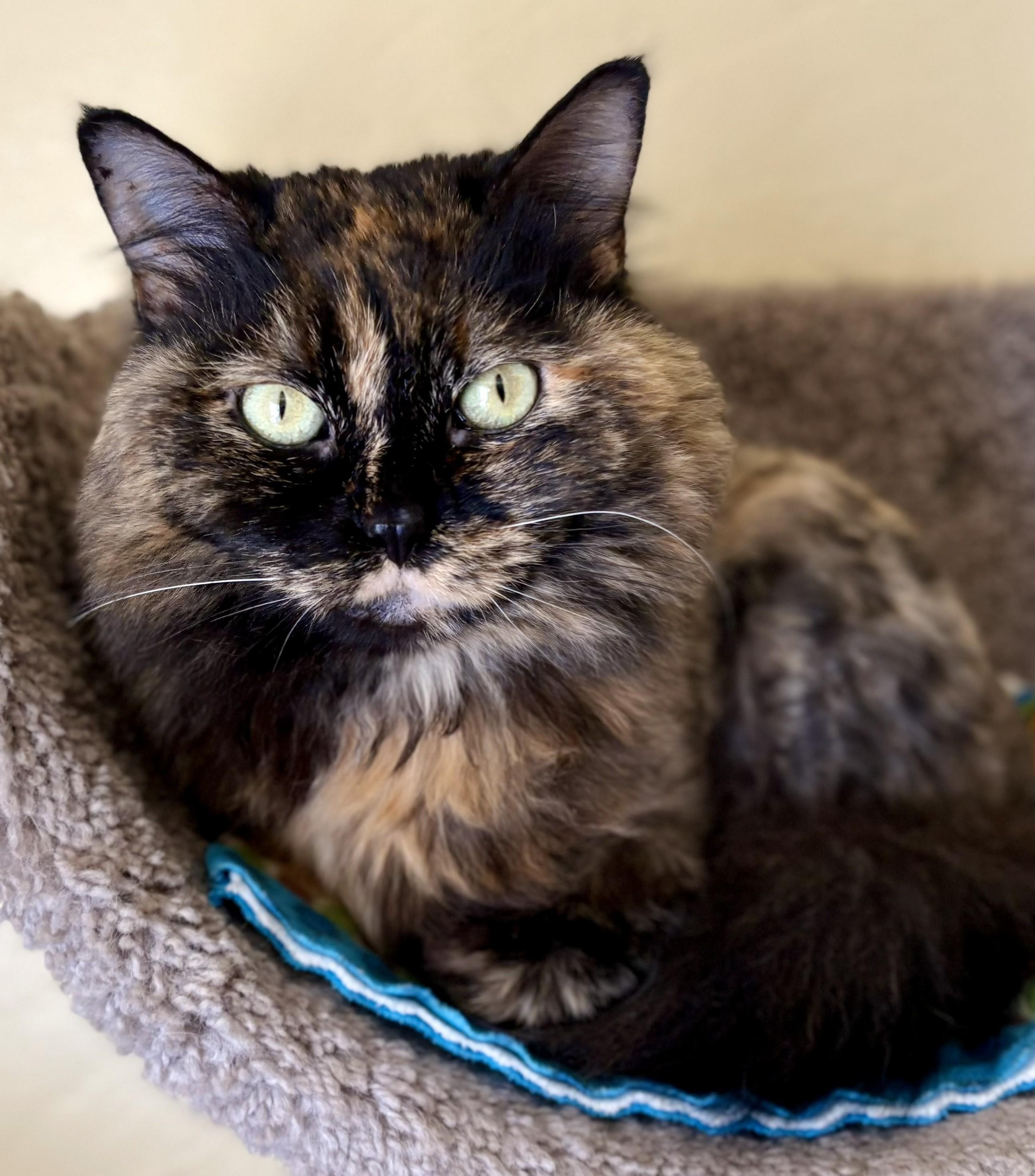 PATCHES, Adoptable, Adult Female Tortoiseshell.