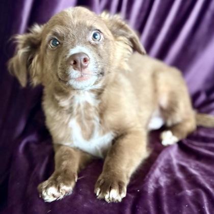 Chewbacca thumbnail 2