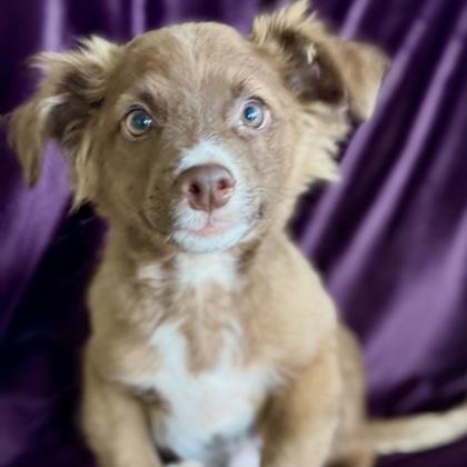 Chewbacca thumbnail 3