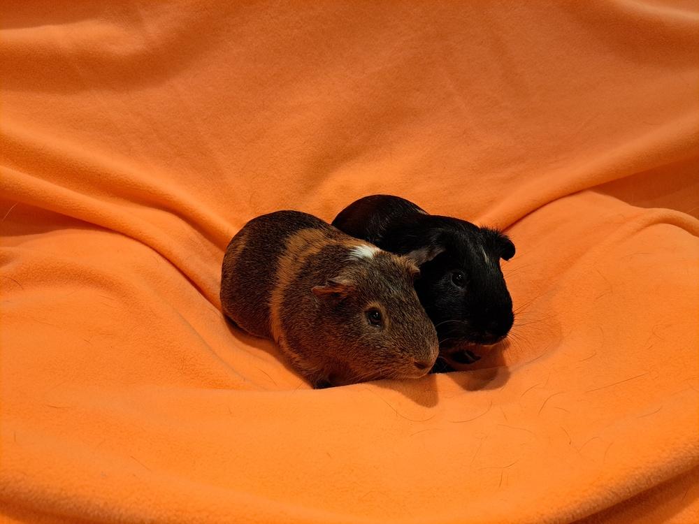 Wallace and Gromit, Adoptable, Adult Male Guinea Pig & Guinea Pig.