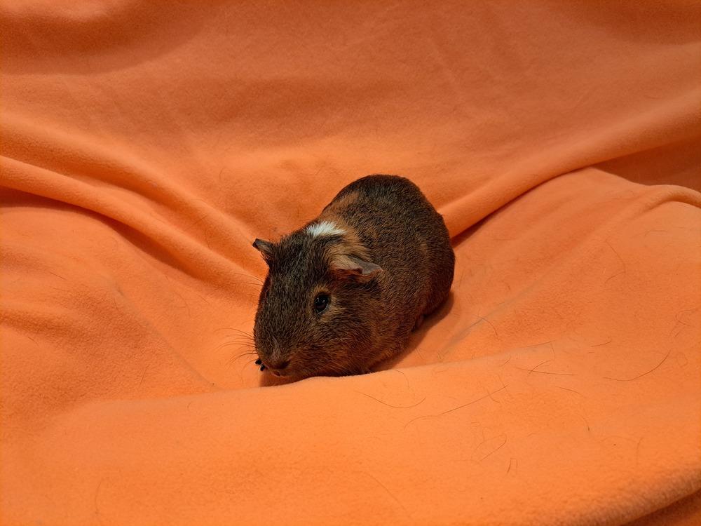 Enlarge Wallace and Gromit, a Adoptable mixed breed in South Bend, IN image 3/5