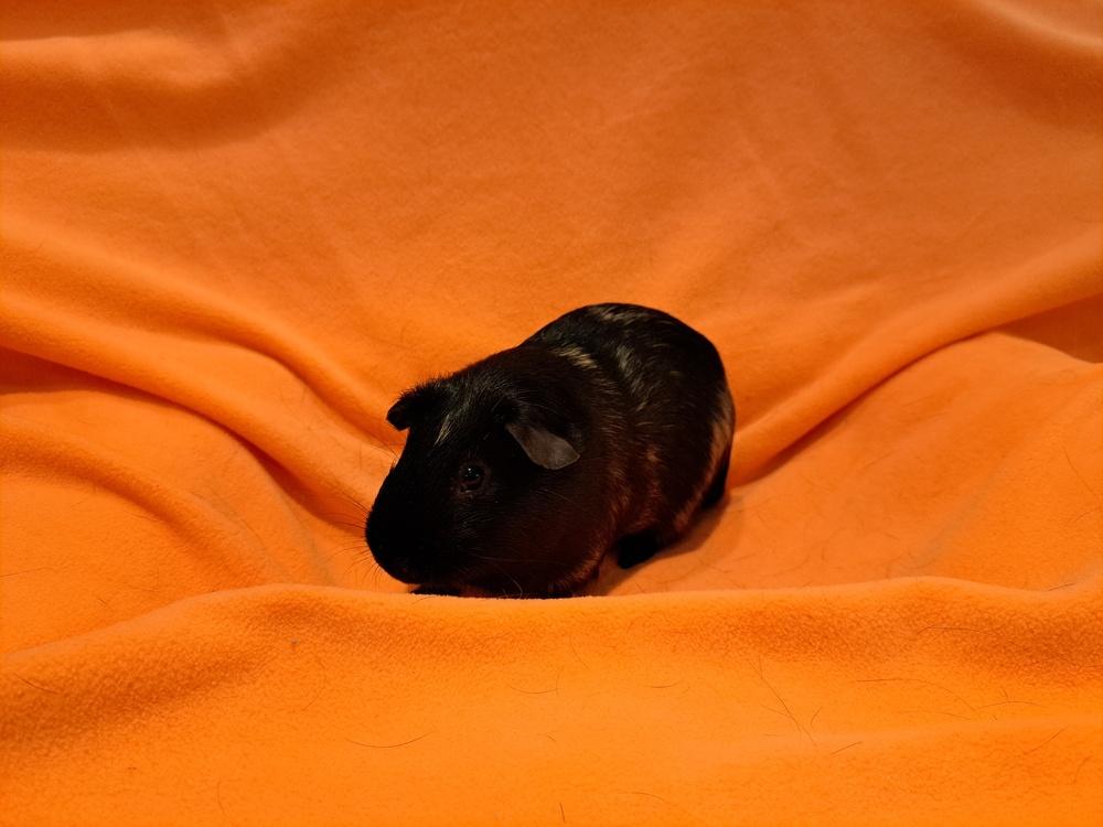 Enlarge Wallace and Gromit, a Adoptable mixed breed in South Bend, IN image 4/5